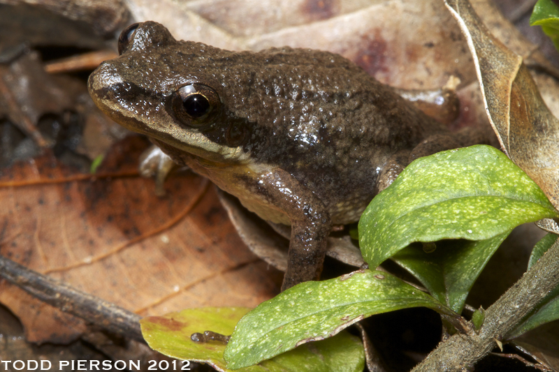 Image de Pseudacris feriarum (Baird 1854)