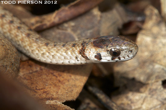Image of Brown Snake