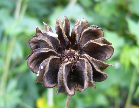 Image of <i>Abutilon pictum</i>