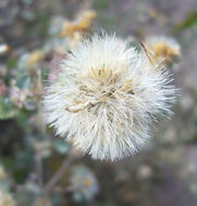 Image de <i>Brickellia veronicaefolia</i>