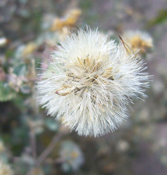 Image of <i>Brickellia veronicaefolia</i>