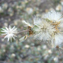 Plancia ëd <i>Brickellia veronicaefolia</i>