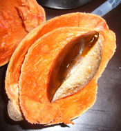 Image of mammee sapote