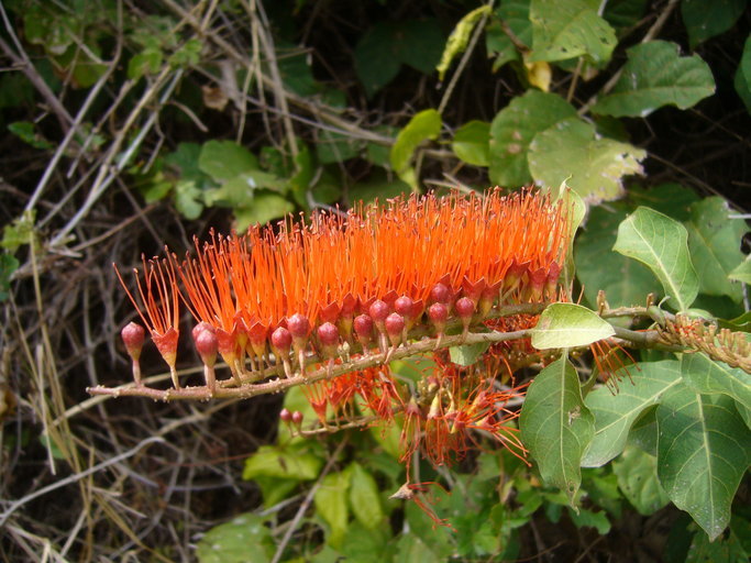 Image of Combretum fruticosum (Loefl.) Stuntz