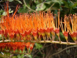 Combretum fruticosum (Loefl.) Stuntz resmi