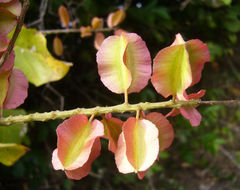 Combretum fruticosum (Loefl.) Stuntz resmi