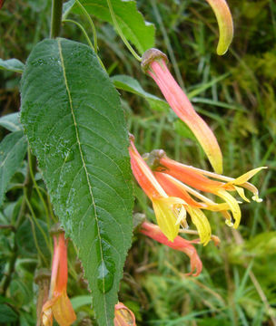 Image de Lobelia laxiflora Kunth