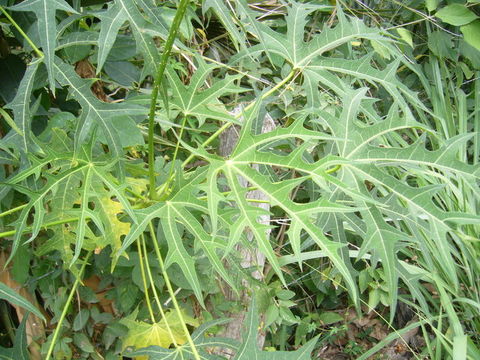 Cnidoscolus aconitifolius (Mill.) I. M. Johnst.的圖片