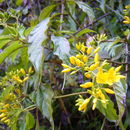 Image of Deppea grandiflora Schltdl.