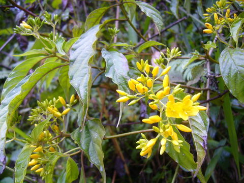 Image of Deppea grandiflora Schltdl.