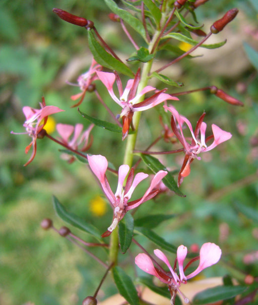 Image of Lopezia racemosa Cav.