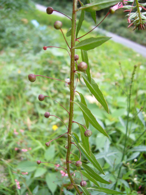 Image of Lopezia racemosa Cav.