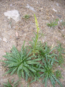 Слика од Reseda luteola L.