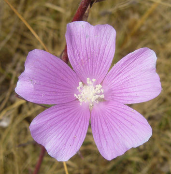 Image of crested anoda