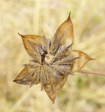 Image of crested anoda