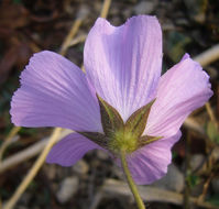 Image of crested anoda