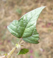 Image of crested anoda