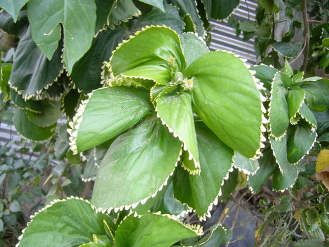 Image of Beefsteak plant