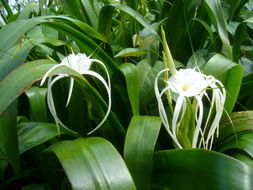 Image of beach spiderlily