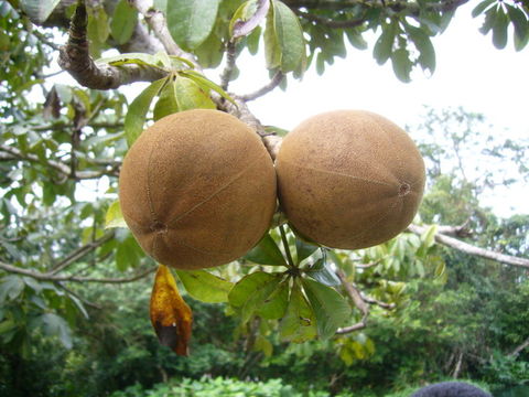 Image of Guiana-chestnut