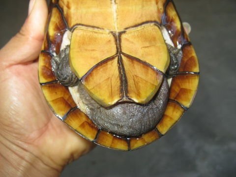 Image of Oaxaca Mud Turtle