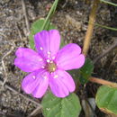 Image of Beach Peanut