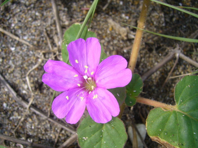 Image of Beach Peanut