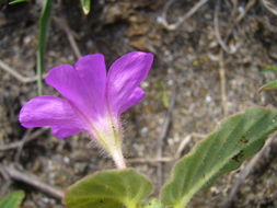 Image of Beach Peanut