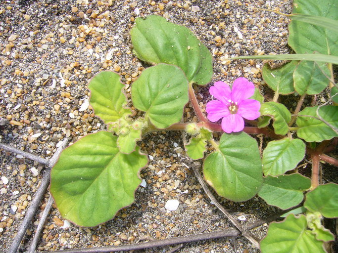 Image of Beach Peanut