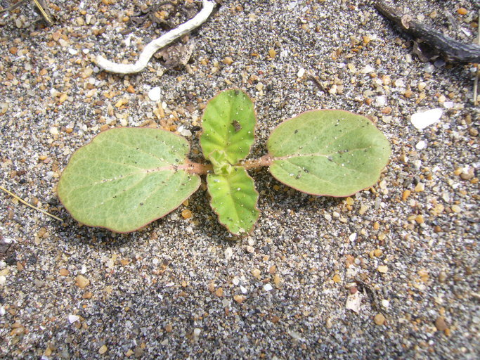 Image of Beach Peanut