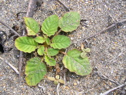 Image of Beach Peanut