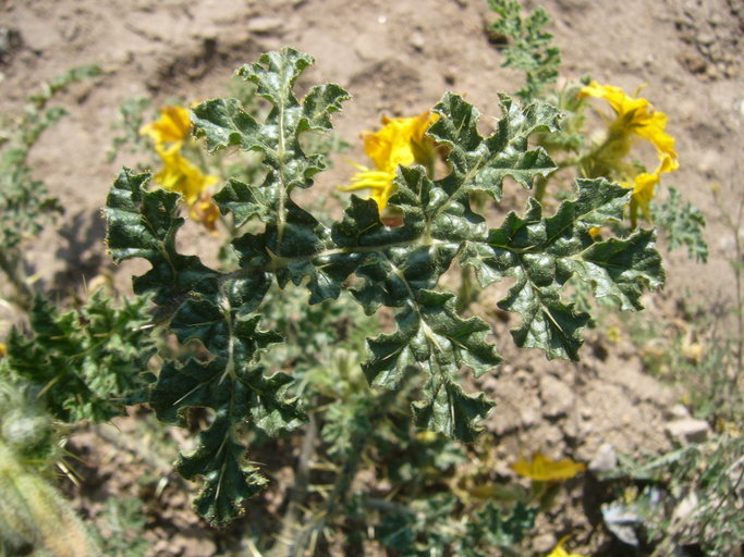 Image of <i>Solanum rostratum</i>