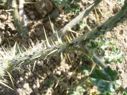 Image of <i>Solanum rostratum</i>