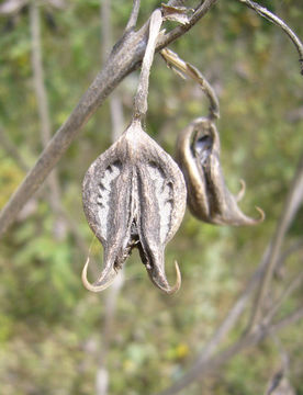 Image of Cat's Claw