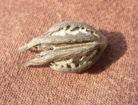 Image of Cat's Claw