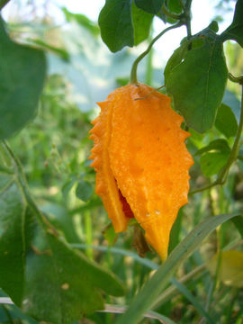 Image of balsampear
