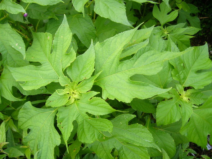 Image de Tournesol mexicain