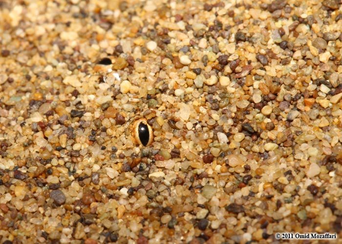 Image of Arabian Sand Boa