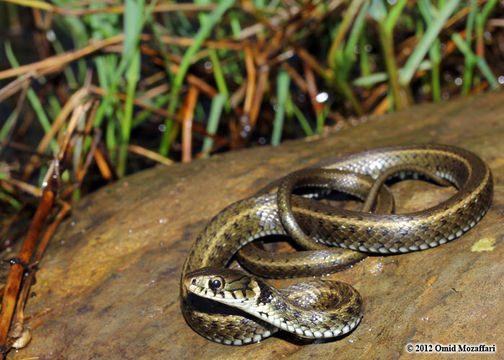 Image of Grass Snake