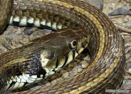 Image of Grass Snake