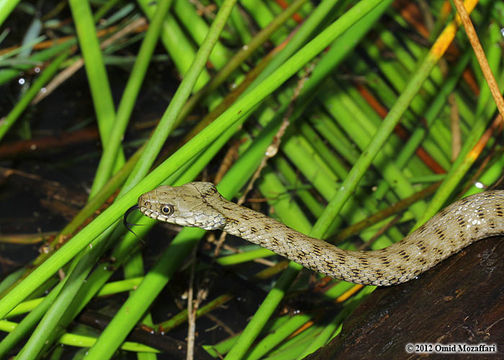 Image of Dice Snake