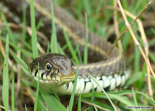 Image of Grass Snake