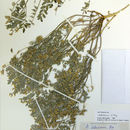 Image de Astragalus sabulonum A. Gray
