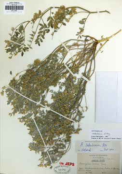 Image de Astragalus sabulonum A. Gray
