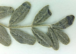 Image of gravel milkvetch