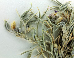 Image of spiny milkvetch