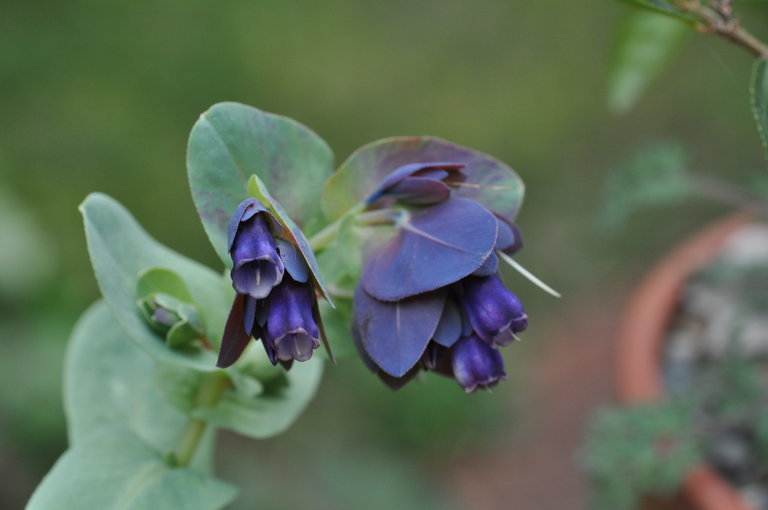 Image of <i>Cerinthe major</i> ssp. <i>purpurascens</i>