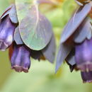 Image of <i>Cerinthe major</i> ssp. <i>purpurascens</i>