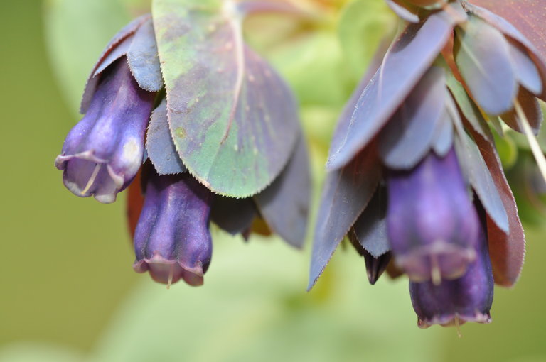 Image of <i>Cerinthe major</i> ssp. <i>purpurascens</i>