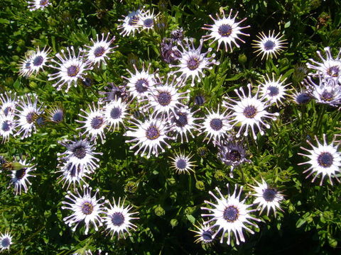 Plancia ëd Osteospermum fruticosum (L.) Norlindh